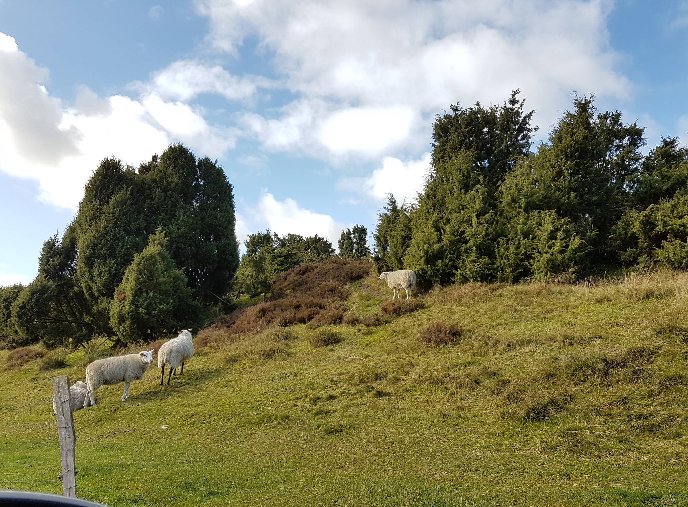 Schafe auf einem Hang zwischen Wacholder und Heide