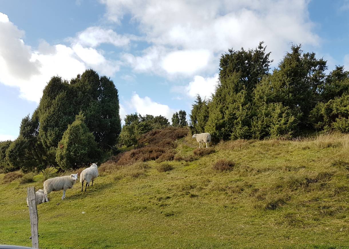 Schafe auf einem Hang zwischen Wacholder und Heide