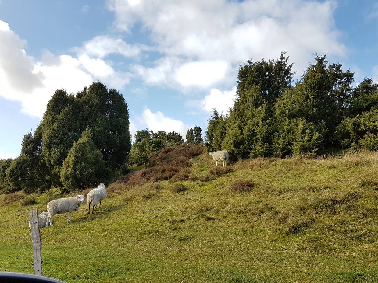 Schafe auf einem Hang zwischen Wacholder und Heide