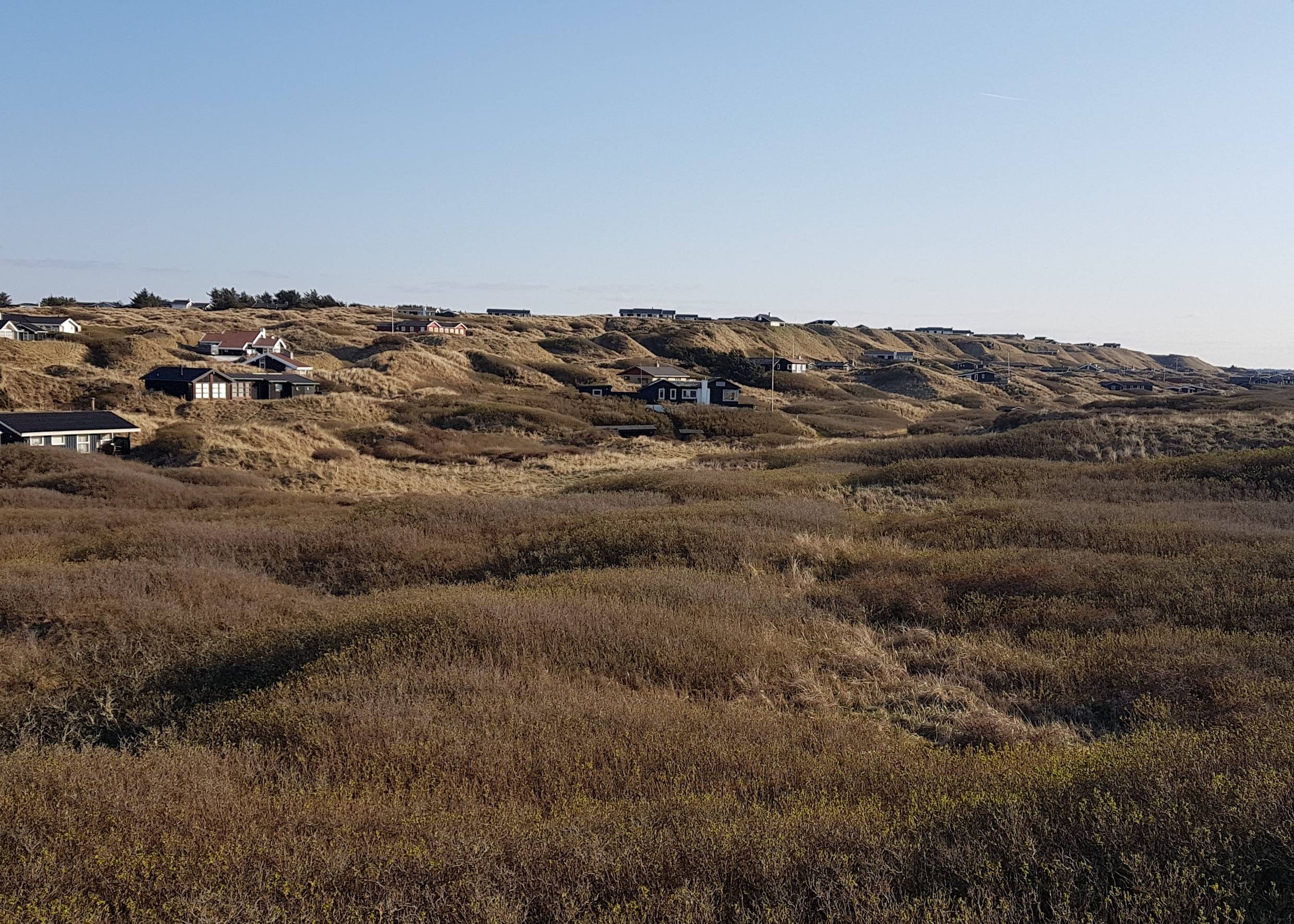 Ferienhäuser auf den Dünen, davor dichte Gestrüp auf einer Ebene