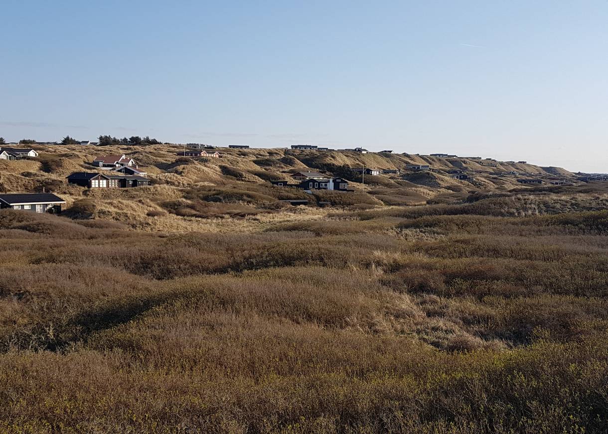 Ferienhäuser auf den Dünen, davor dichte Gestrüp auf einer Ebene