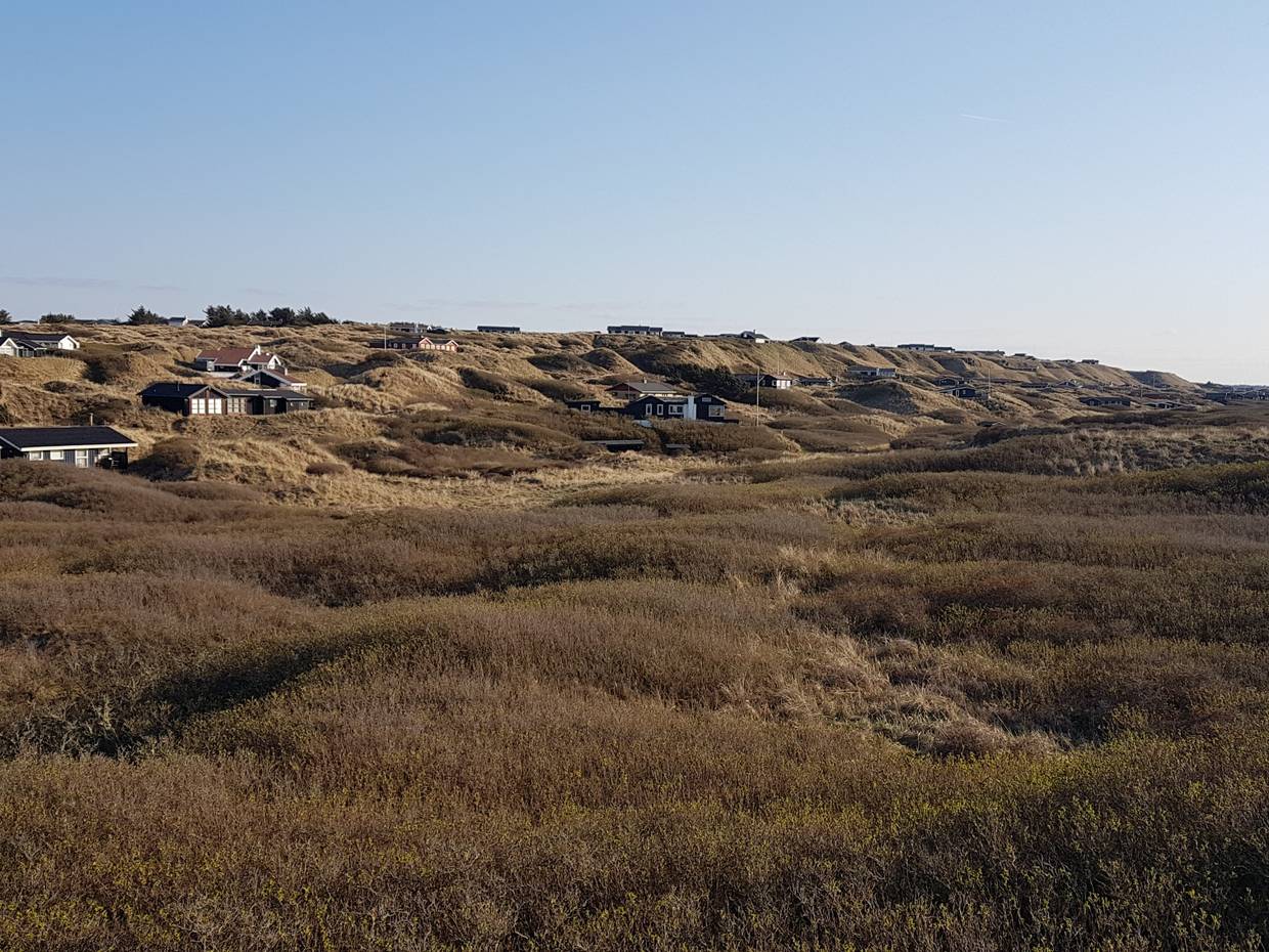 Ferienhäuser auf den Dünen, davor dichte Gestrüp auf einer Ebene
