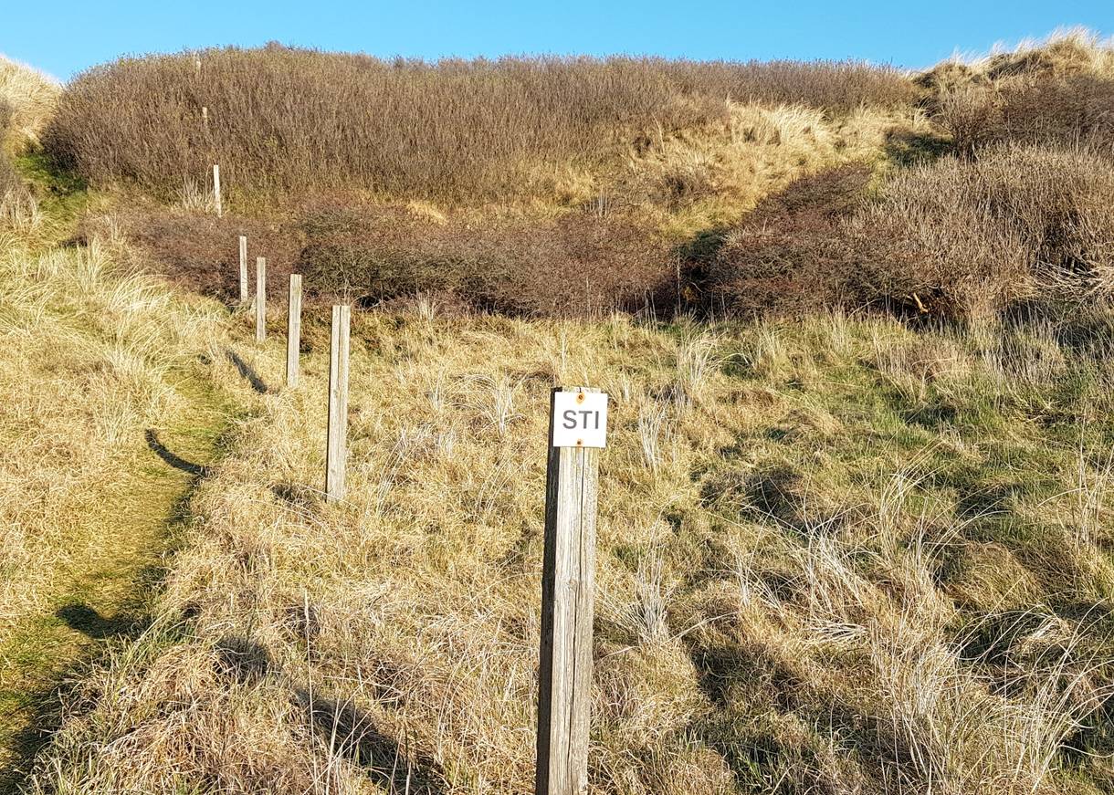 Schmaler Pfad in den Dünen, mit Holzpfählen ist der Weg markiert