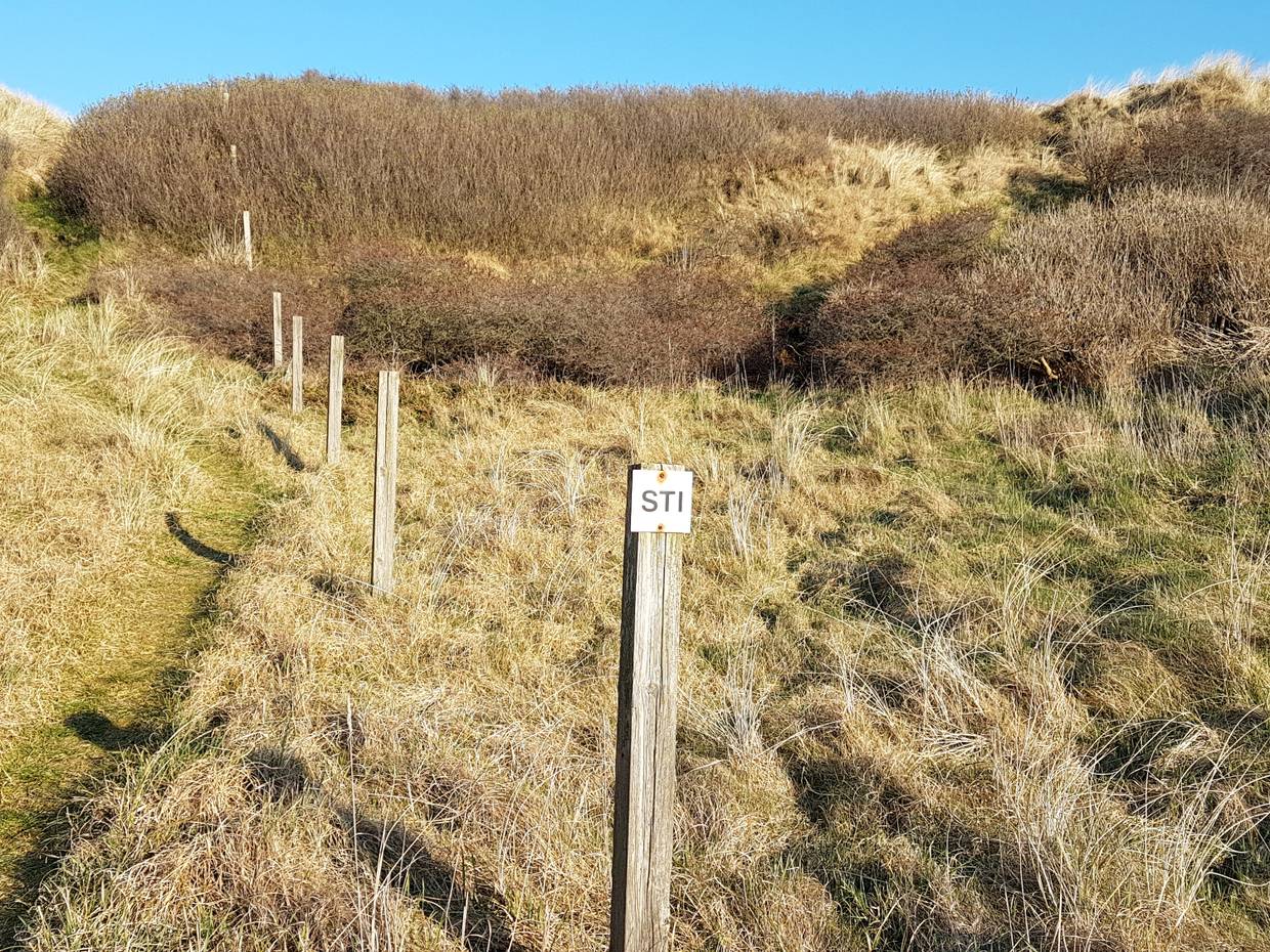 Schmaler Pfad in den Dünen, mit Holzpfählen ist der Weg markiert