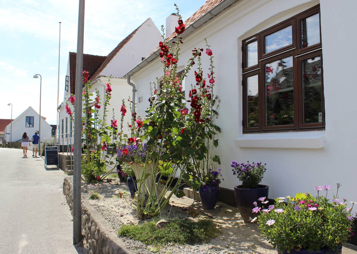 Stockrosen vor einem Haus an der Straße