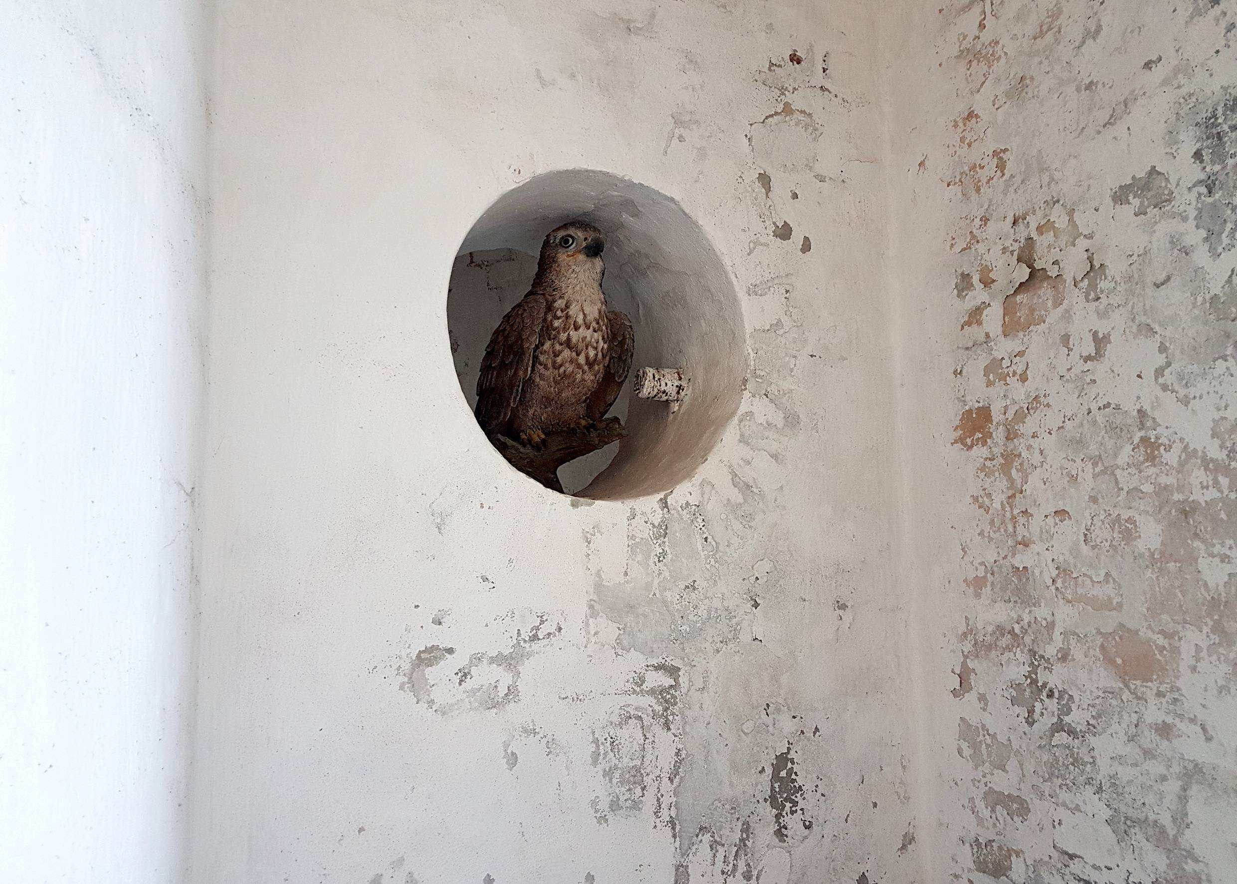 Ausgestopfter Vogel in einer Höhle in der Wand
