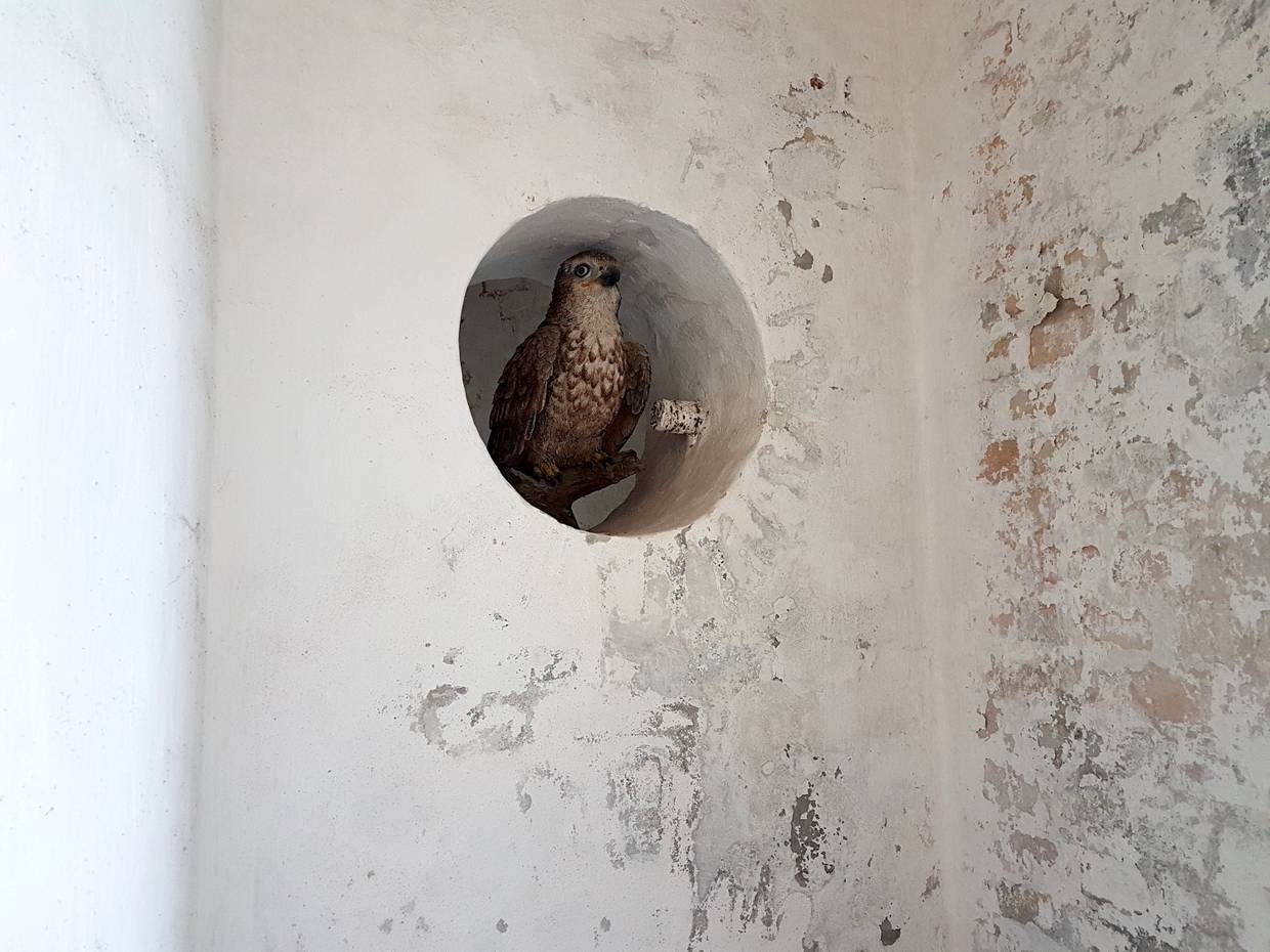 Ausgestopfter Vogel in einer Höhle in der Wand