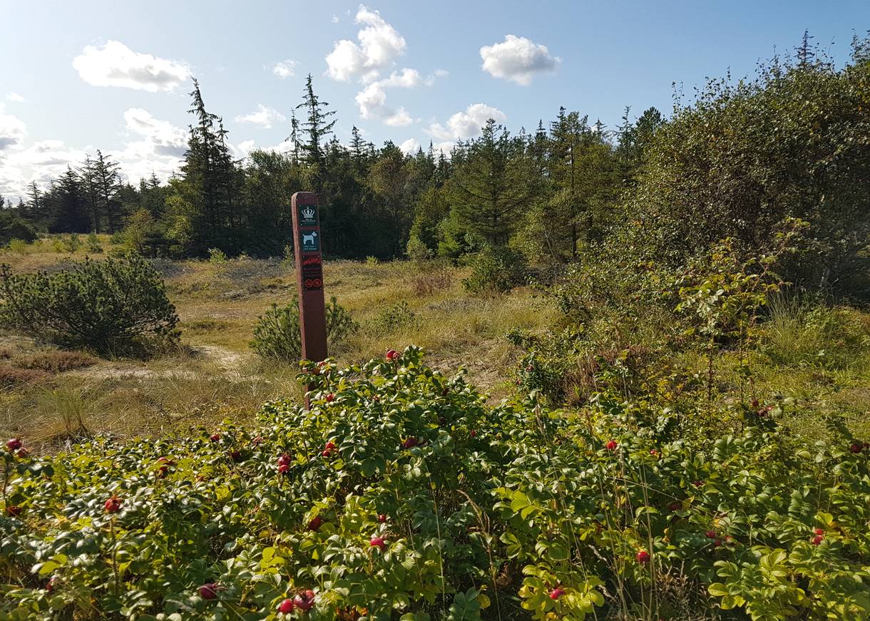Sandpfade zwischen Kiefern und Heide mit Hinweis zum Hundewald
