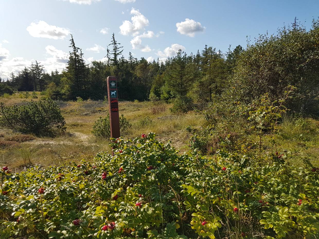 Sandpfade zwischen Kiefern und Heide mit Hinweis zum Hundewald