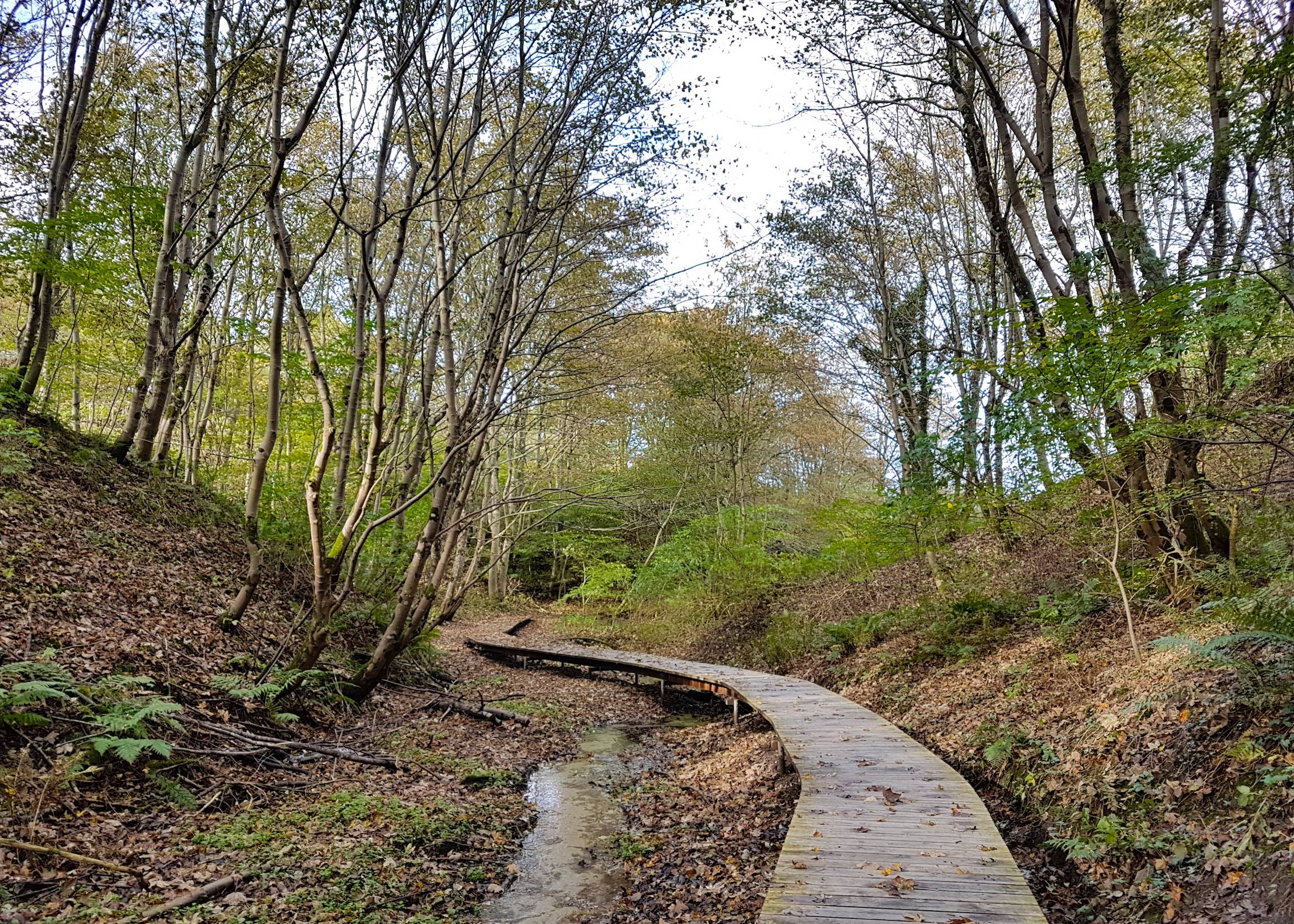 Holzsteg neben einem kleinen Bach im Herbstwald