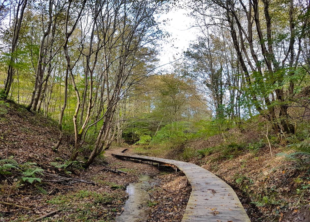 Holzsteg neben einem kleinen Bach im Herbstwald