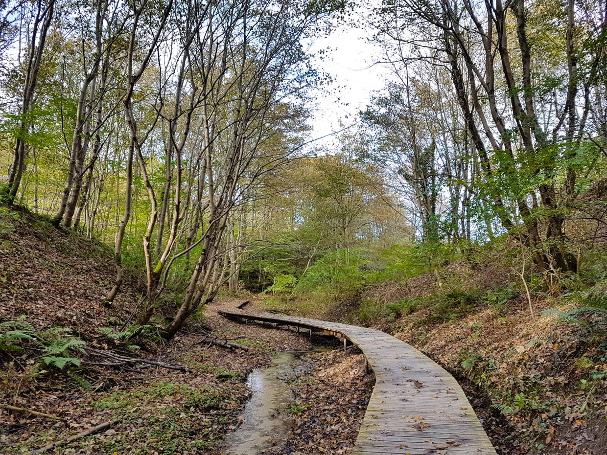 Holzsteg neben einem kleinen Bach im Herbstwald