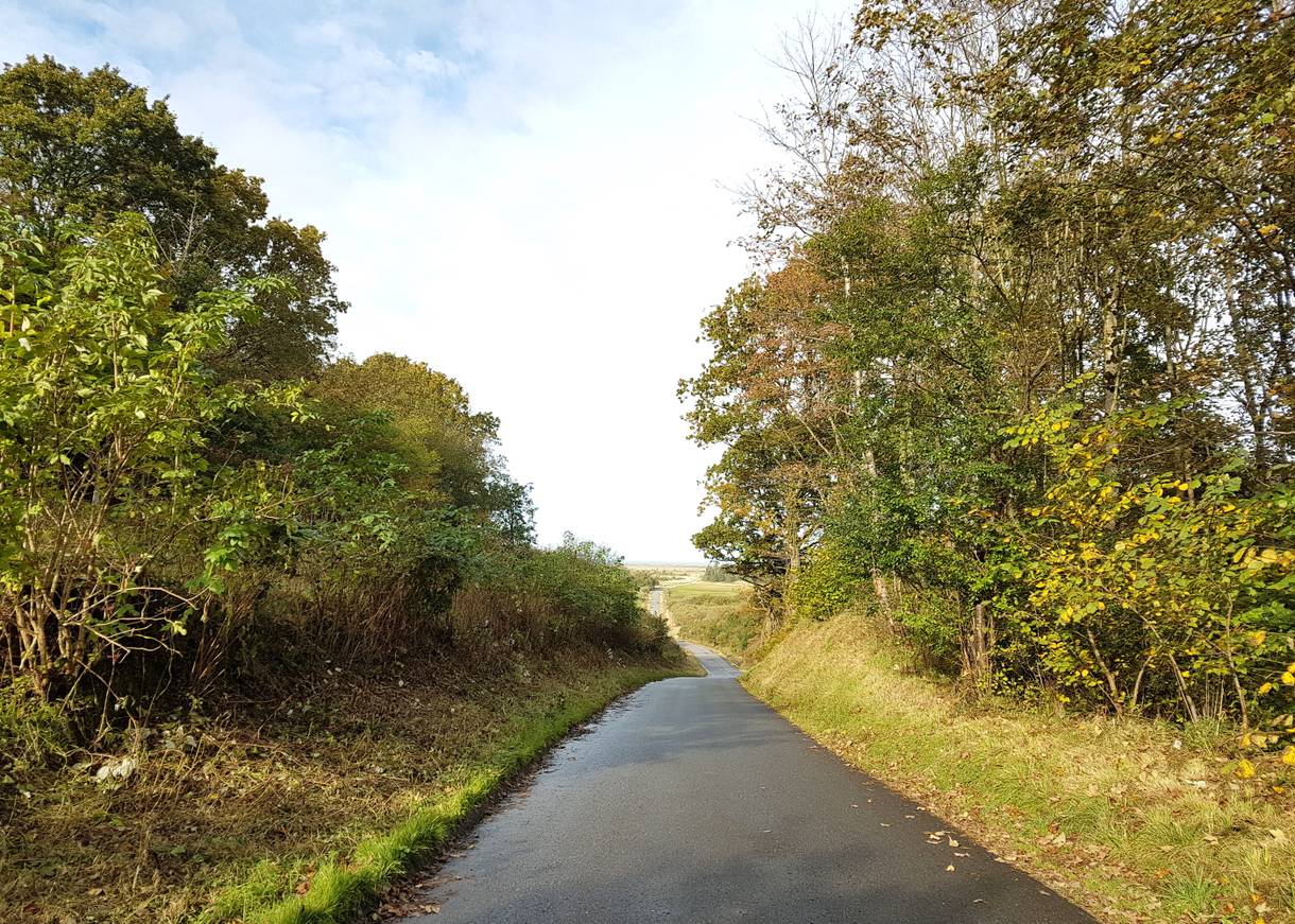 Schmale Straße zwischen Laubbäumen