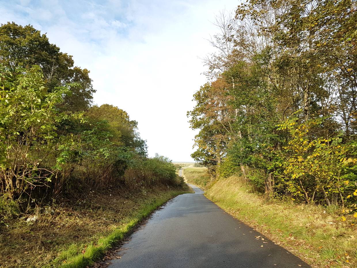 Schmale Straße zwischen Laubbäumen