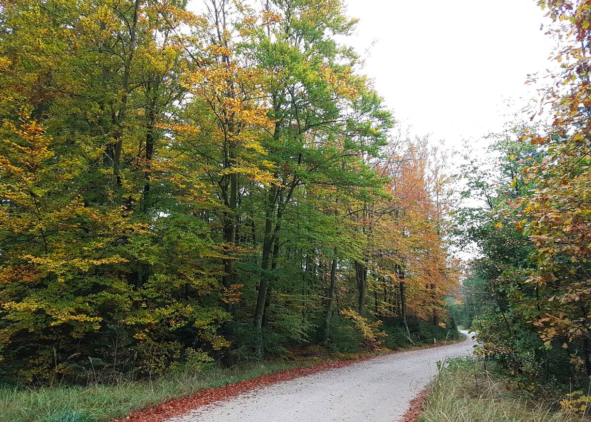 Waldweg im Herbst