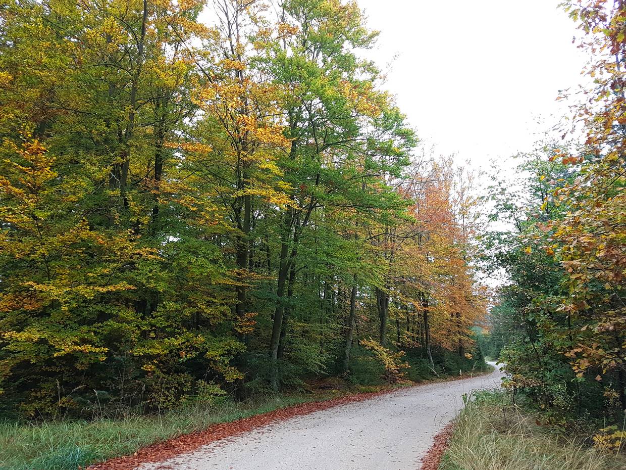 Waldweg im Herbst