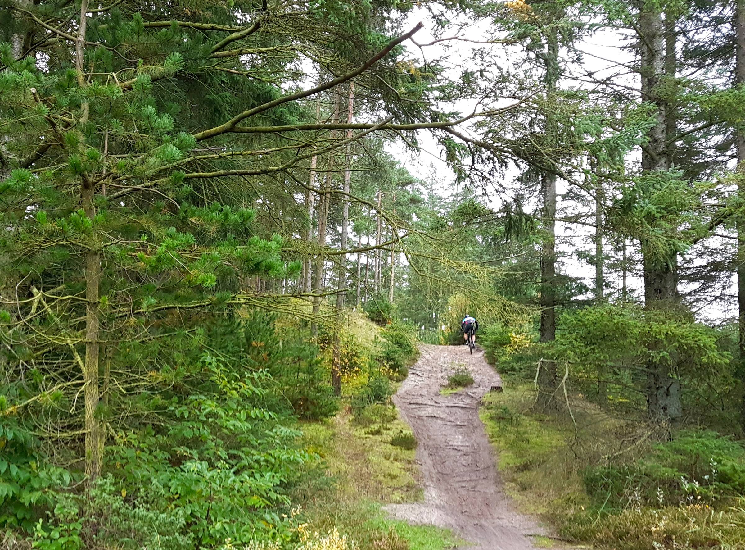 Schmaler Waldweg am Hang mit Radfahrern zwischen den Bäumen