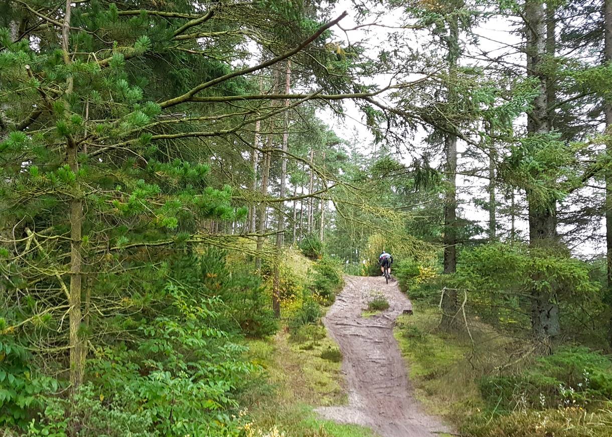 Schmaler Waldweg am Hang mit Radfahrern zwischen den Bäumen