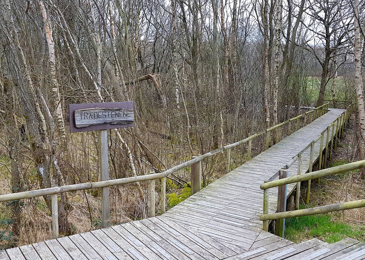 Holzsteg zwischen kleine, noch kahlen Bäumen