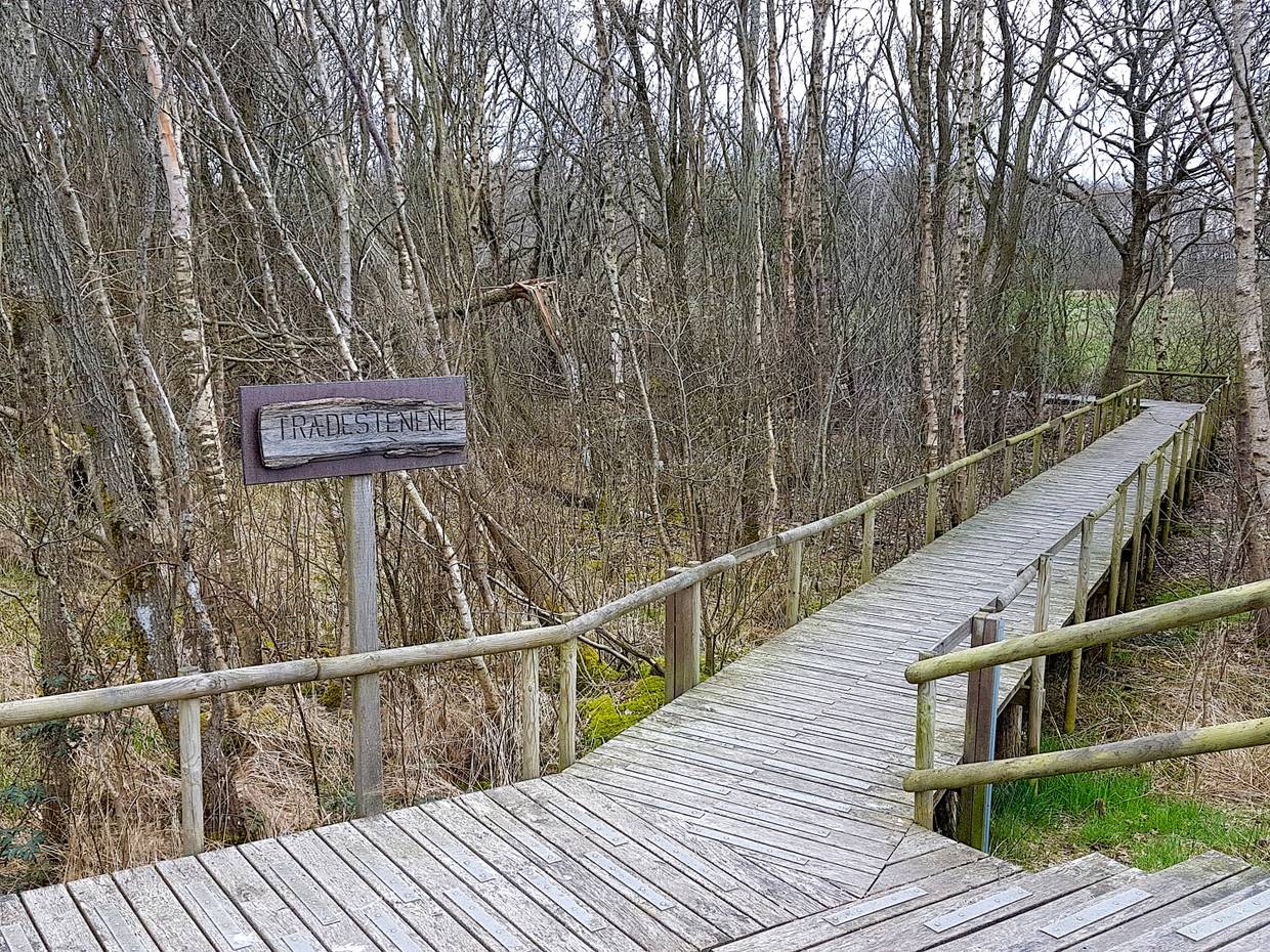 Holzsteg zwischen kleine, noch kahlen Bäumen