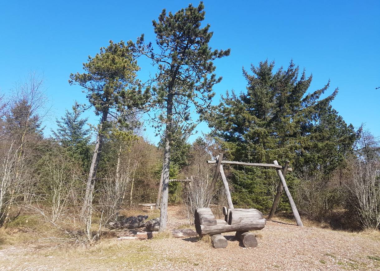 Schaukel zwischen Kiefern