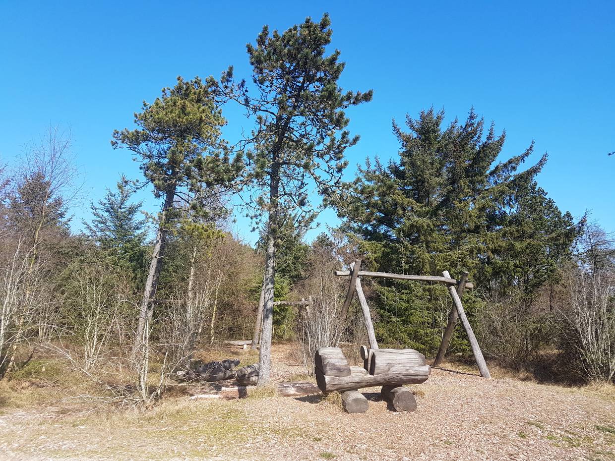 Schaukel zwischen Kiefern