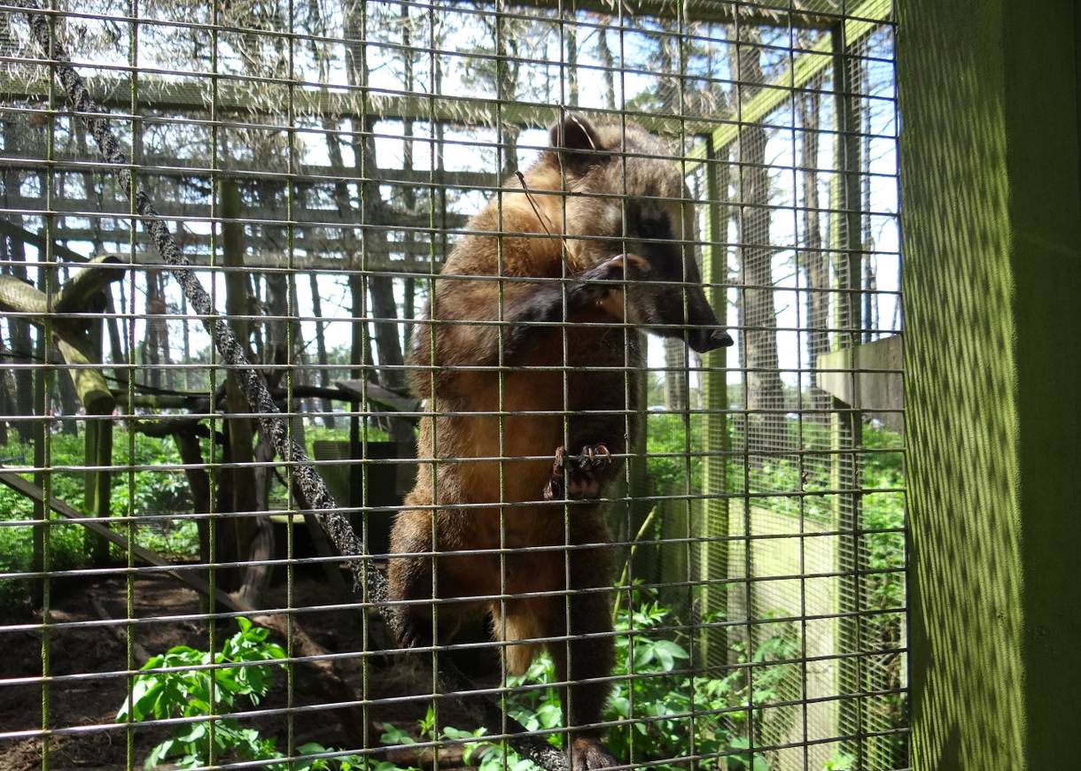 Nasenbär in einem vergitterten Gehege