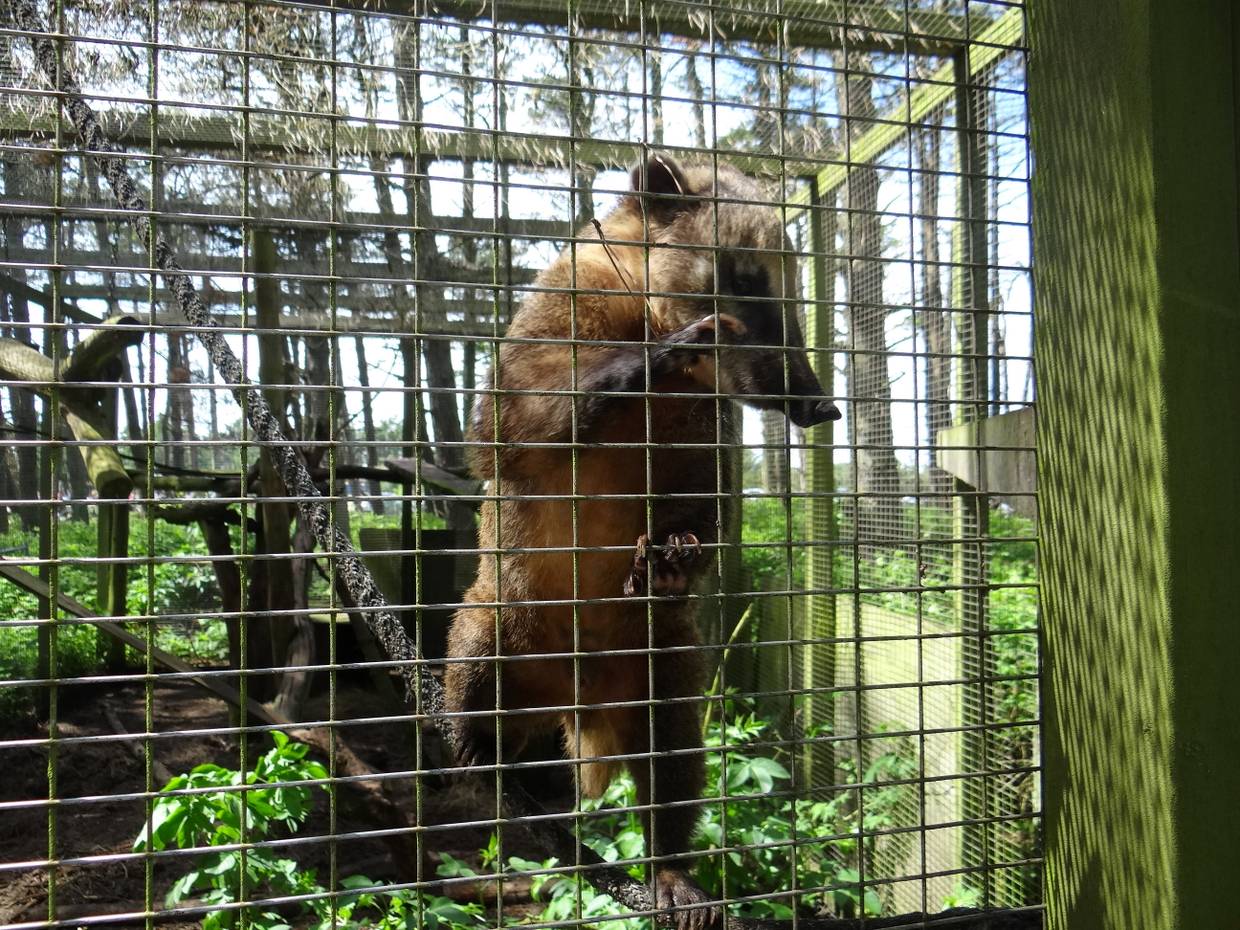 Nasenbär in einem vergitterten Gehege