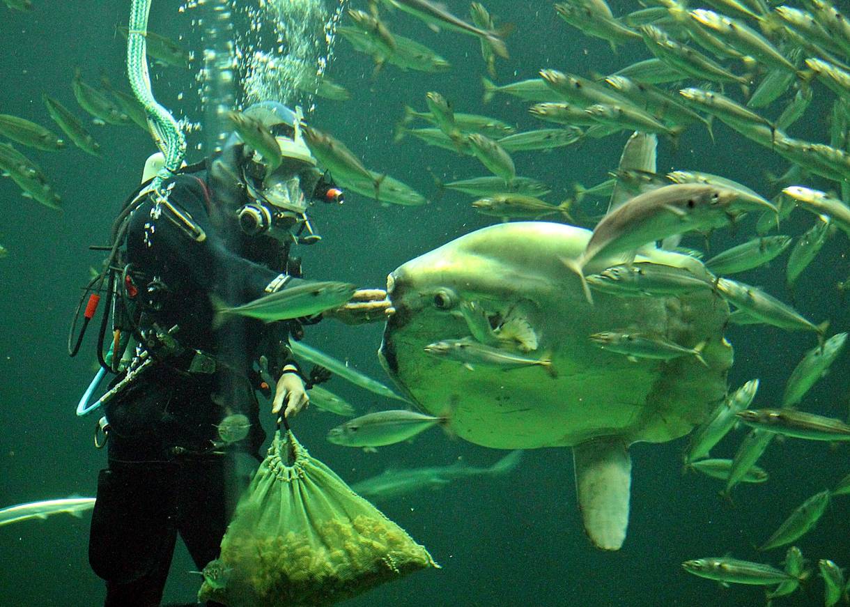 Taucher füttert einen Mondfische unter Wasser
