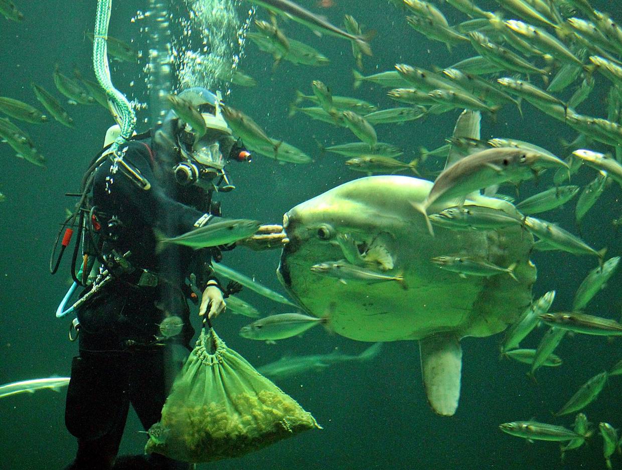 Taucher füttert einen Mondfische unter Wasser