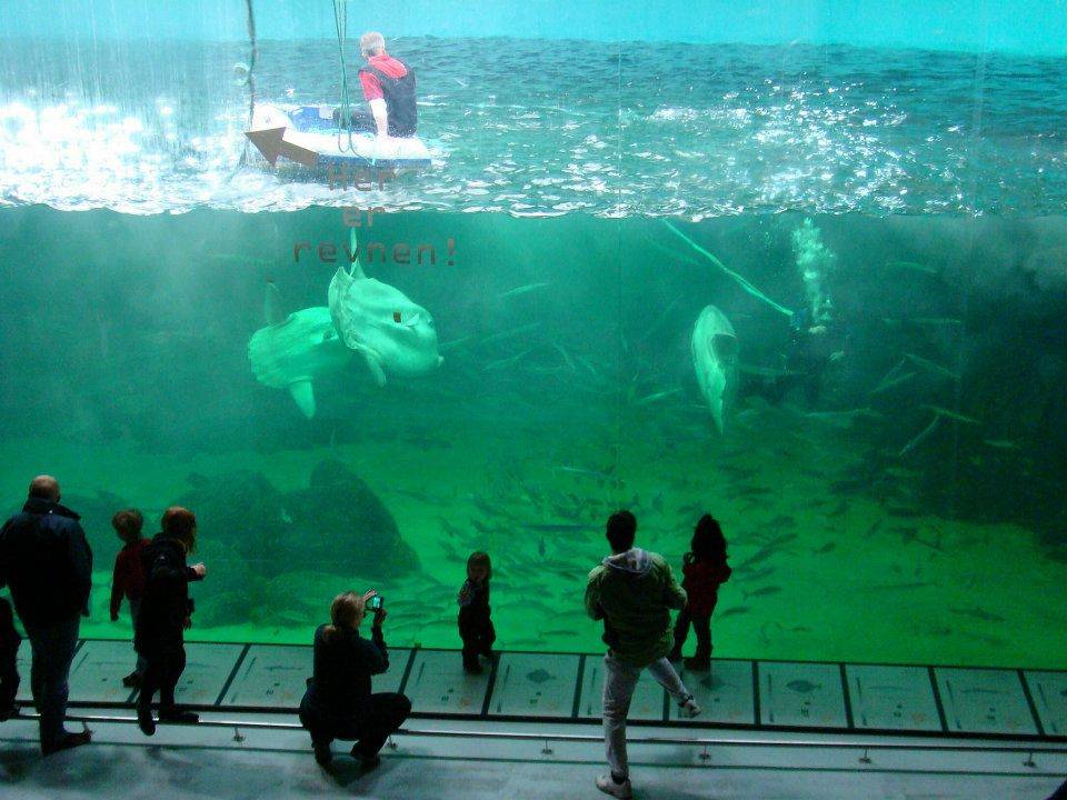 Glasfront des großen Wasserbeckens mit Mondfischen