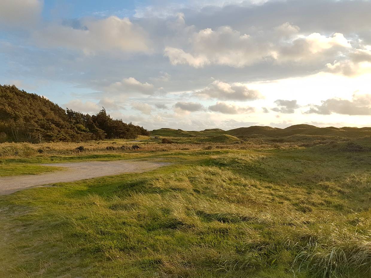 Dünen am Waldrand, darüber ein Abendhimmel mit gefärbten Wolken