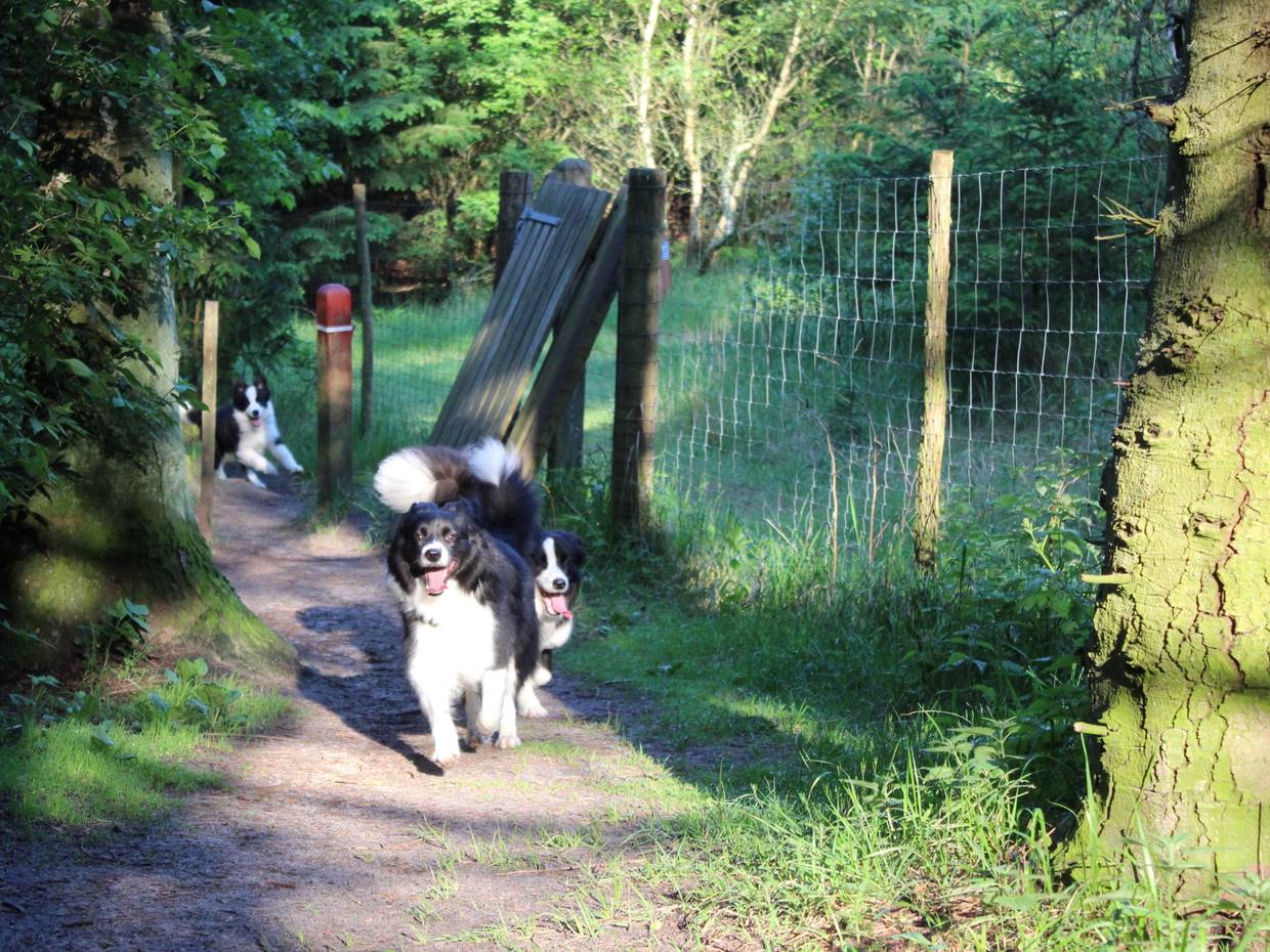 Drei schwarzweiße Hunde laufen auf einem Waldweg