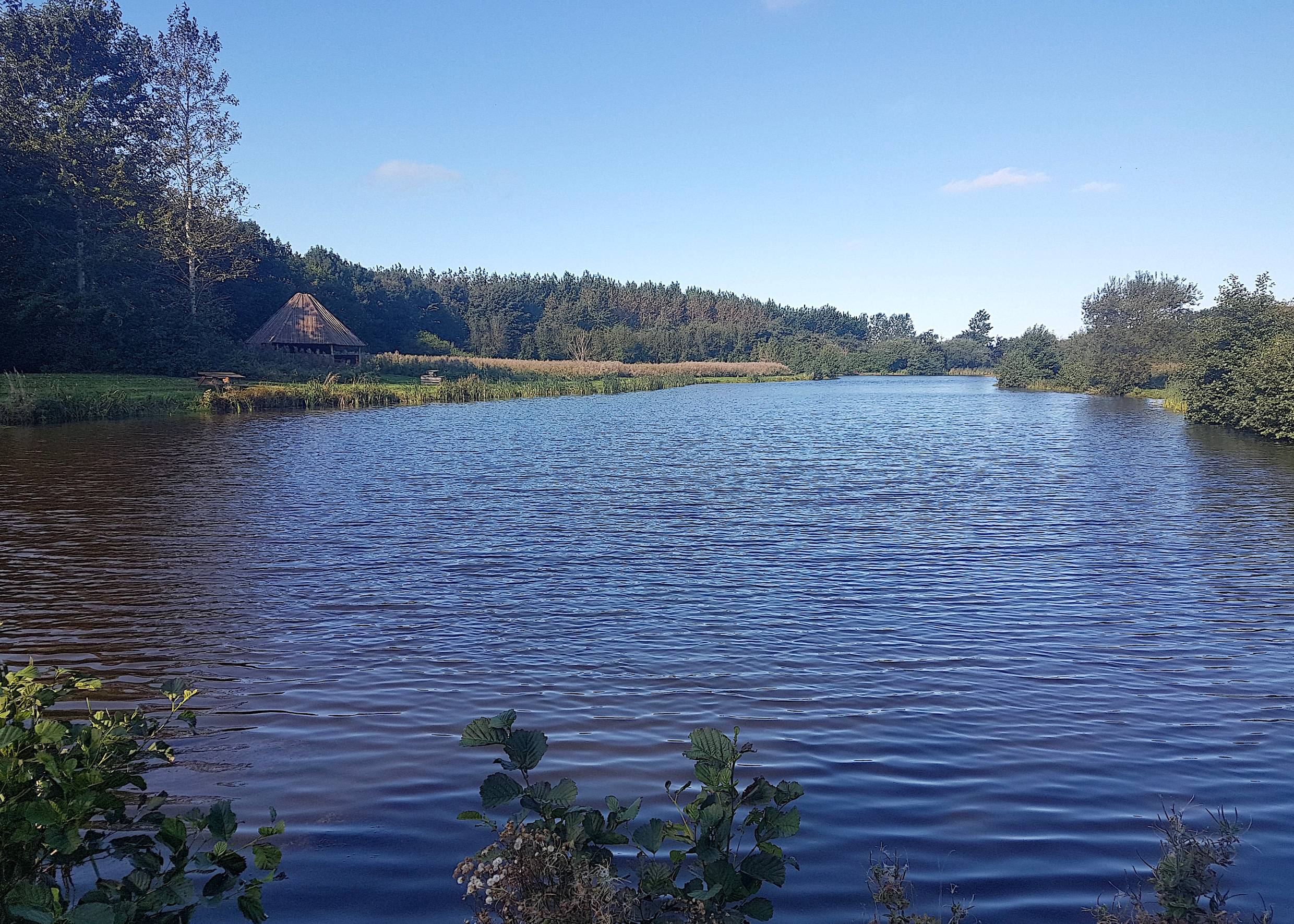 Blick auf einen See zwischen Büschen und Bäumen