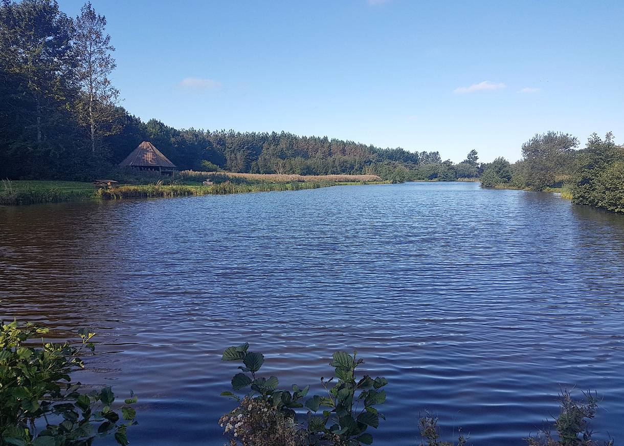 Blick auf einen See zwischen Büschen und Bäumen