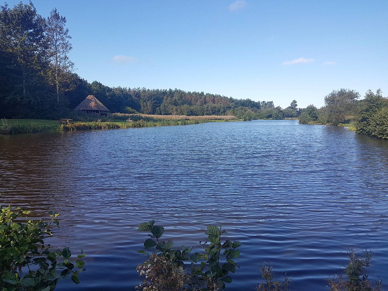 Blick auf einen See zwischen Büschen und Bäumen