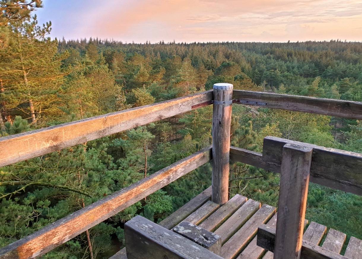 Blick vom Aussichtsturm über den Wald zur Nordsee in der Abendsonne