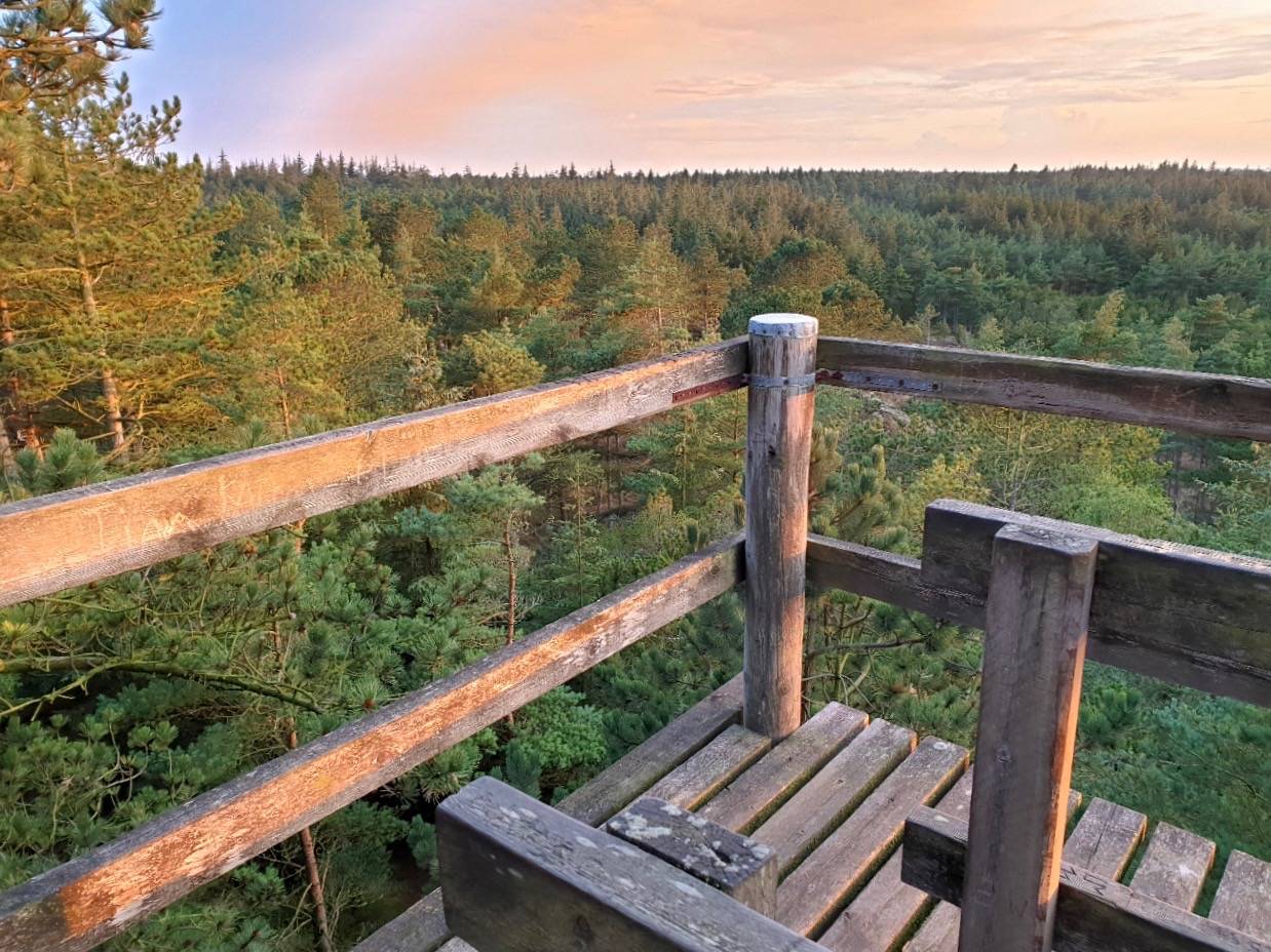 Blick vom Aussichtsturm über den Wald zur Nordsee in der Abendsonne