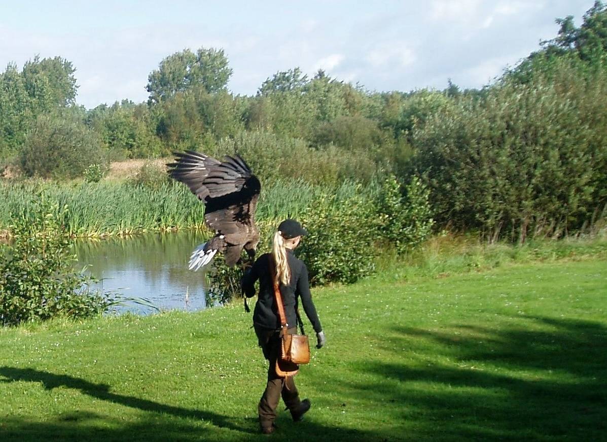 Flugvorführungen vor herrlicher Kulisse im Adlerreservat