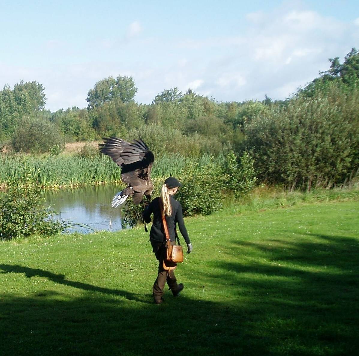 Flugvorführungen vor herrlicher Kulisse im Adlerreservat