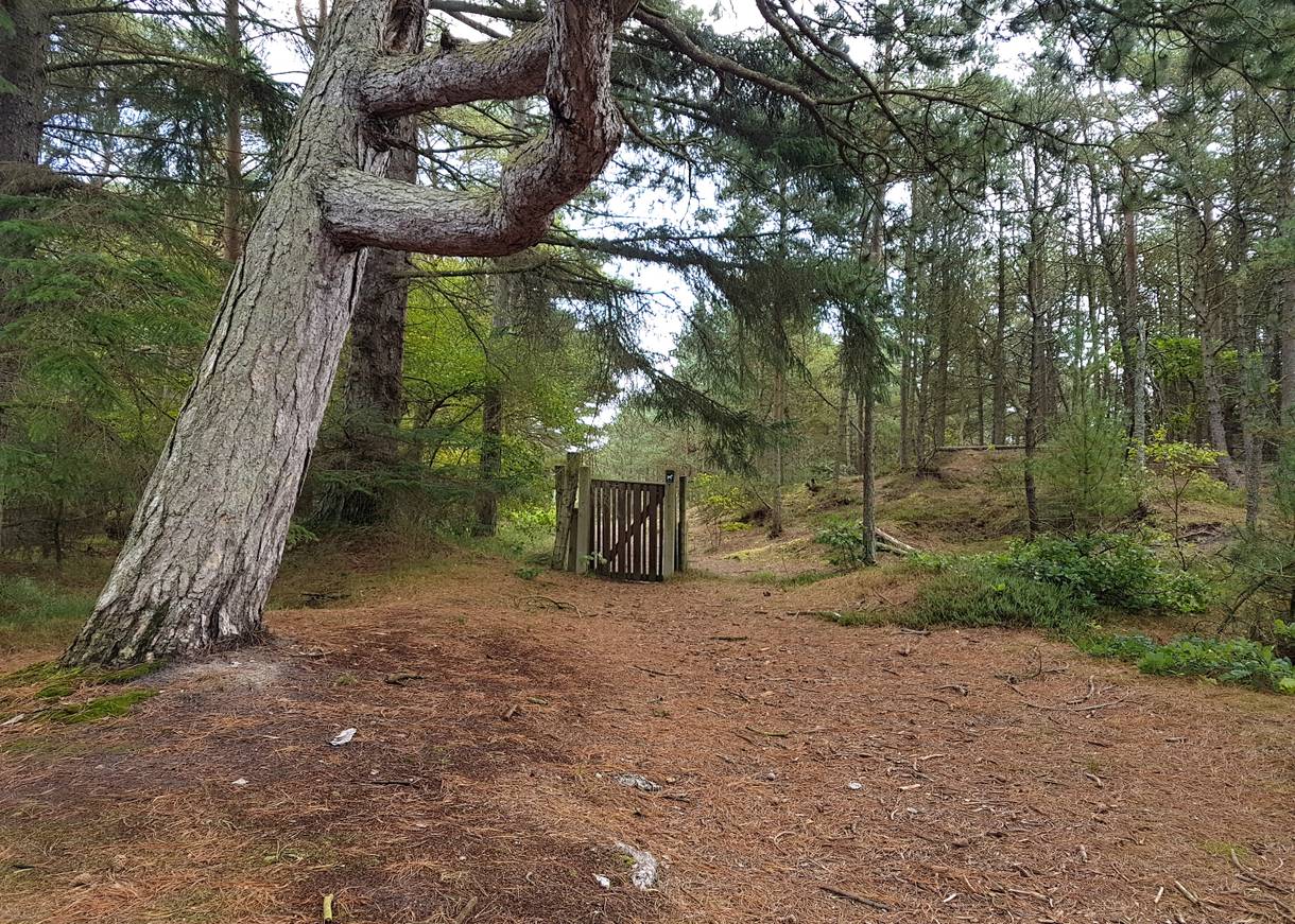 Eingangspforte zu einem umzäunten Waldstück unter Kiefern