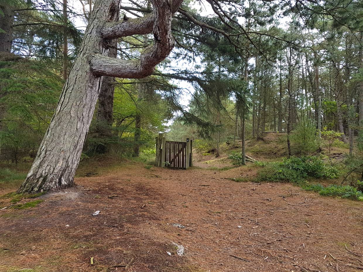 Eingangspforte zu einem umzäunten Waldstück unter Kiefern