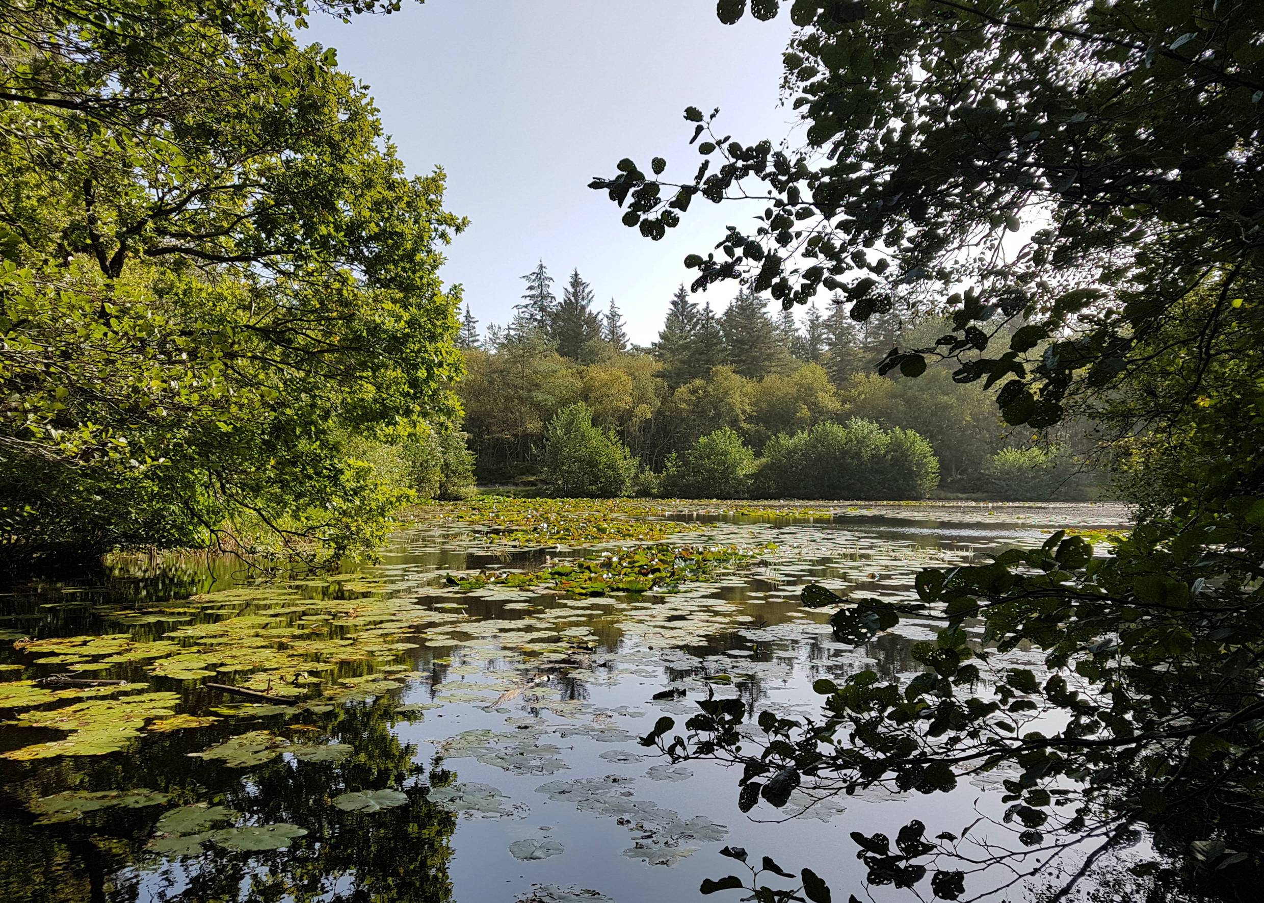 Waldsee mit Seerosen, umgeben von dichtem Laubwald