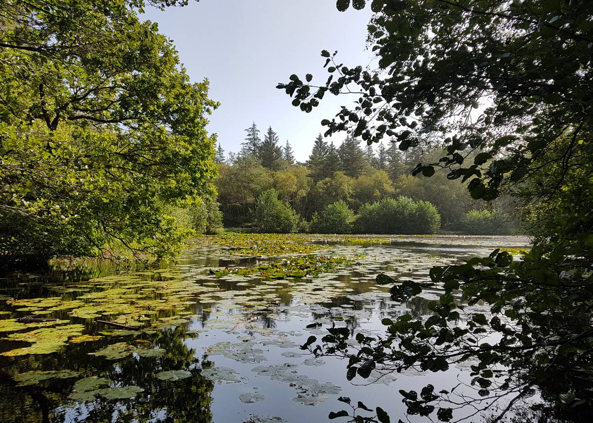 Waldsee mit Seerosen, umgeben von dichtem Laubwald