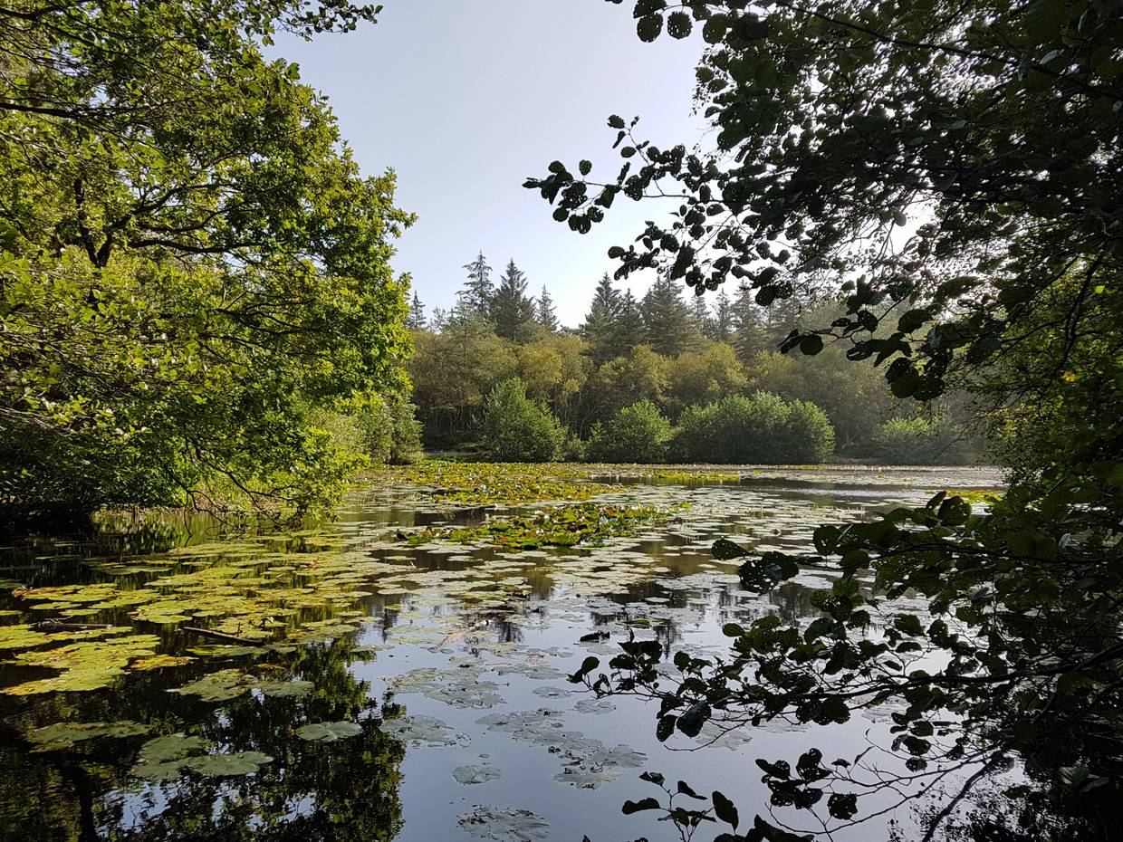 Waldsee mit Seerosen, umgeben von dichtem Laubwald