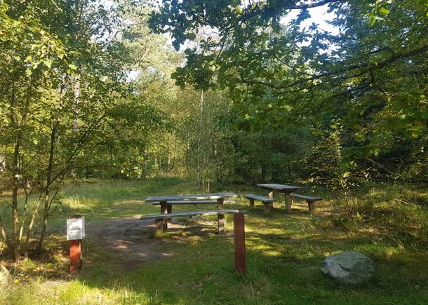 Picknickbänke auf einer schattigen Lichtung im Wald