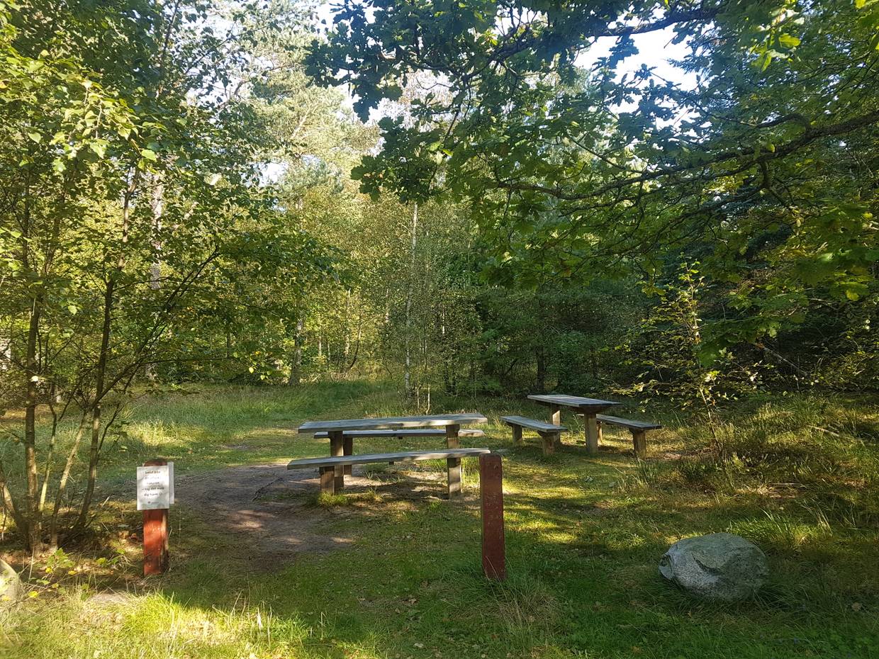 Picknickbänke auf einer schattigen Lichtung im Wald