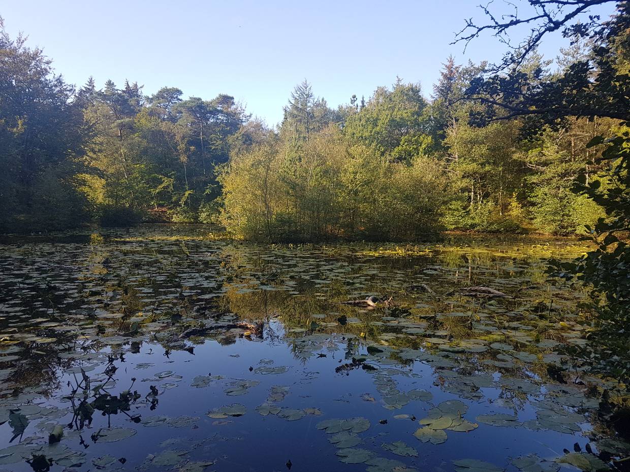 Waldsee mit Seerosenblättern, umgeben von Laubbäumen
