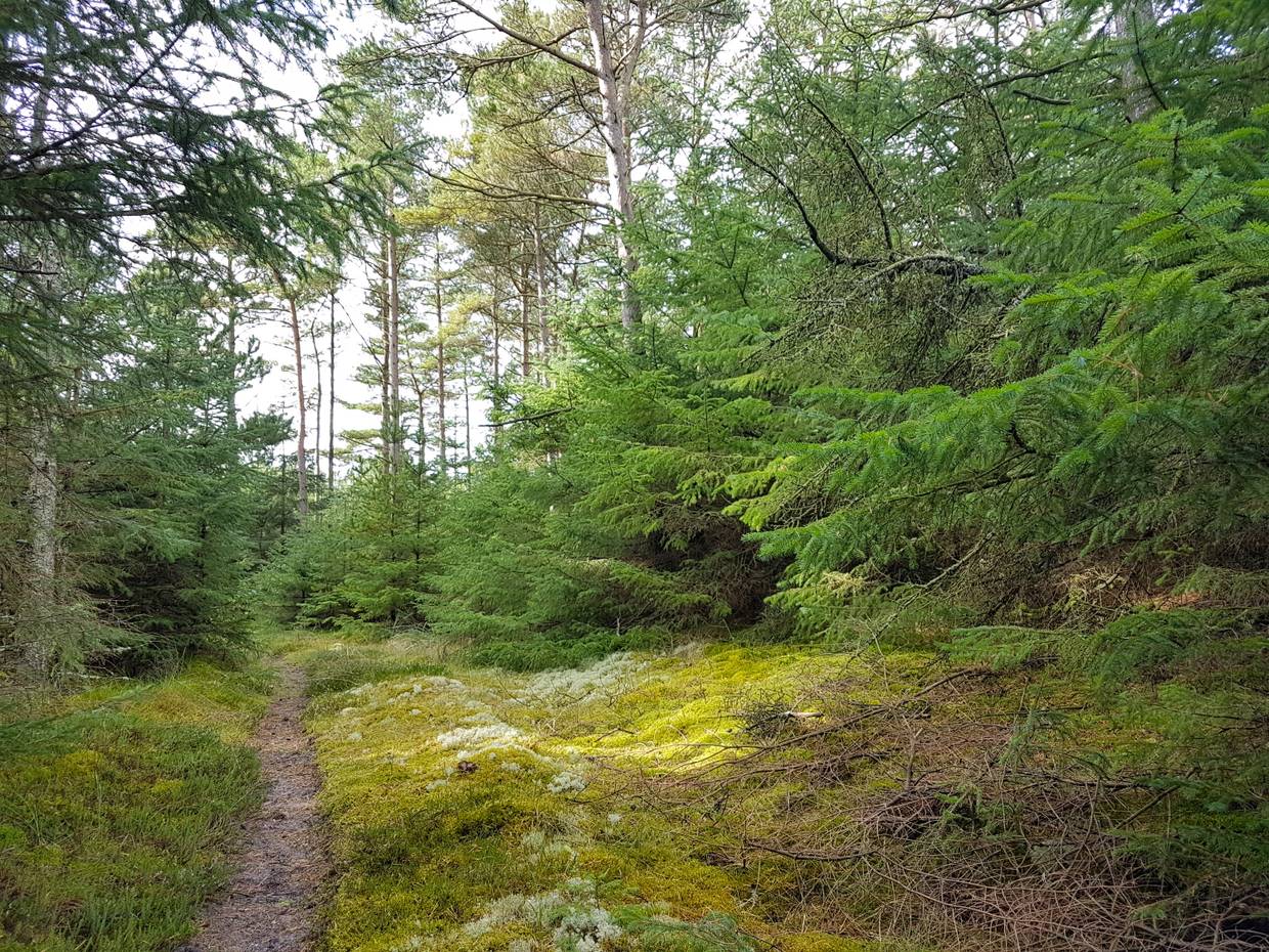 Pfad zwischen Moos und Kiefern im Waldgebiet Uggerby Plantage