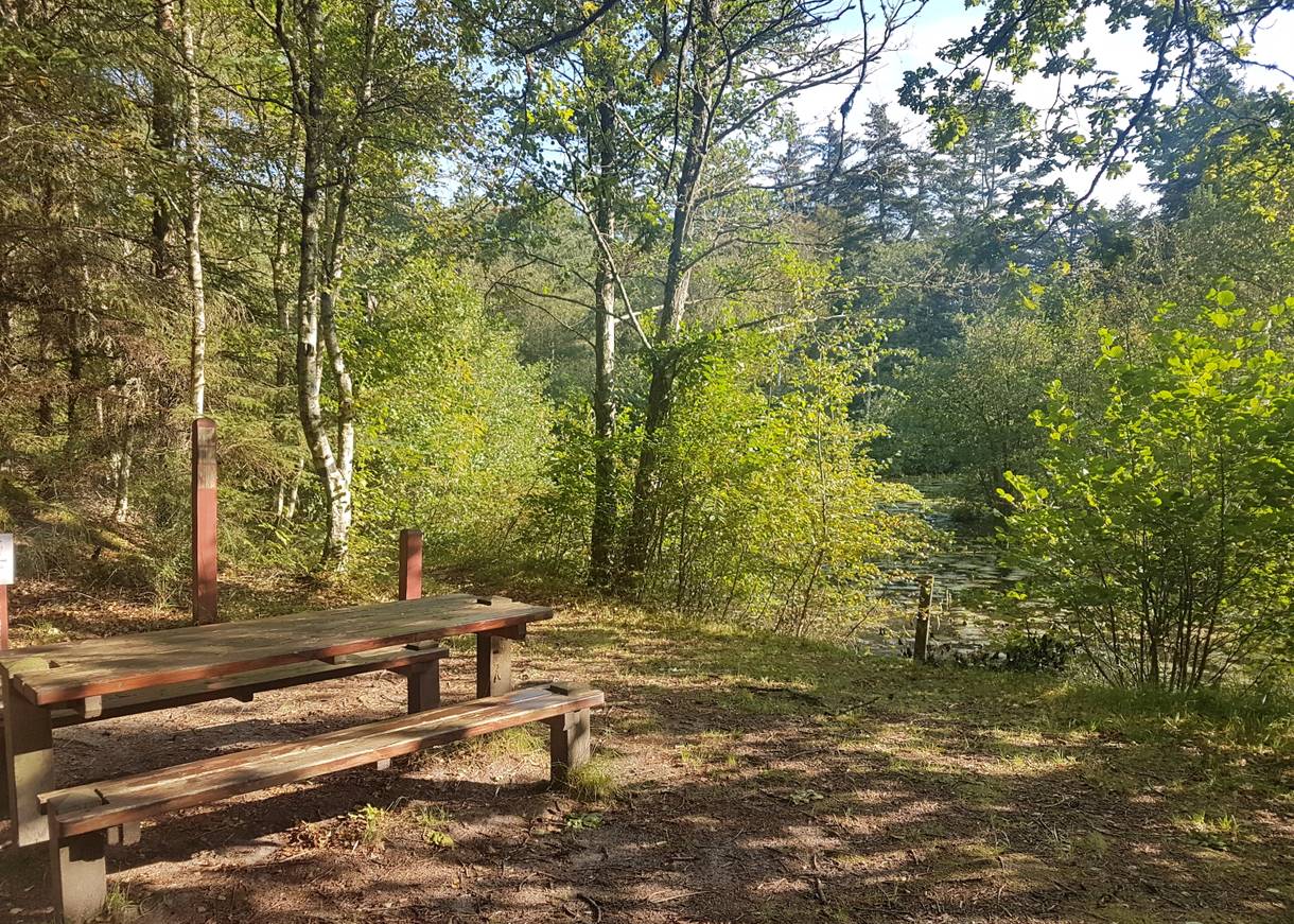 Picknickplatz am Seeufer unter Bäumen im Herbst